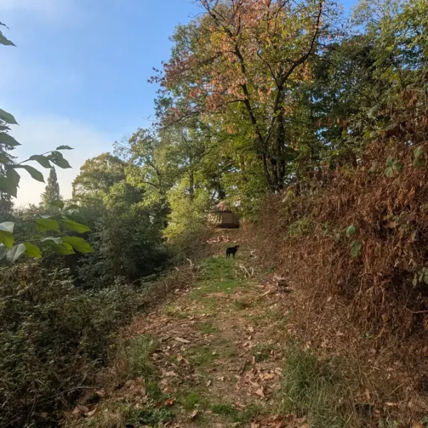 la yourte de delphe à saint médard sur ille